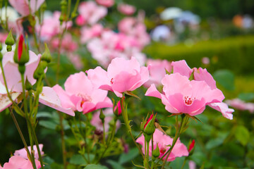 Beautiful pink roses blooming in a Japanese public garden.