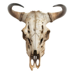Detailed close-up of a weathered bull skull with prominent horns, set against a plain background, evoking themes of nature and wildlife