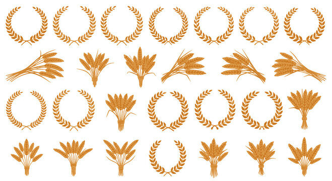 Wheat or barley ears. Harvest wheat grain, growth rice stalk and bread grains isolated vector set. Harvest wheat grain, growth rice stalk and whole bread grains. Agriculture. Transparent PNG version.