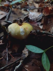 Mushrooms growing in the forest after the rain