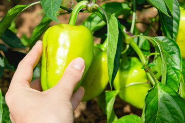 A hand skillfully selecting ripe, green bell peppers directly from a garden plant, showcasing...