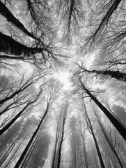 low angle black and white photo of tall leafless trees in a forest © Johannes