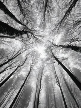 Fototapeta low angle black and white photo of tall leafless trees in a forest