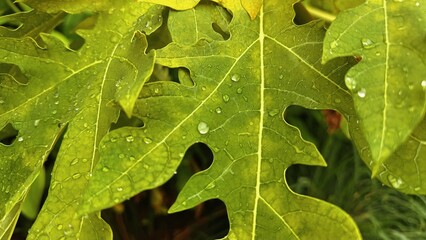 Papaya Leaf with Water Droplets Fresh Tropical Green Foliage, Raindrops on leaf