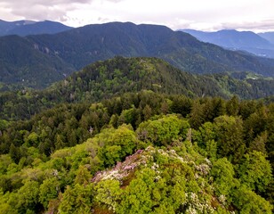 Fototapeta premium Lush green mountain range with blooming rhododendrons in the foreground