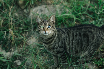 Striped Blind Cat with Heterochromia Staring at Camera, Unique Pet Portrait with Different Colored Eyes and Soulful Expression
