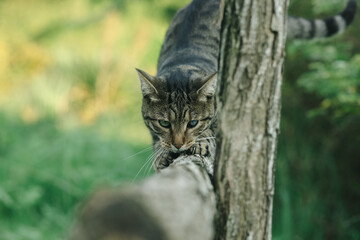 Striped Cat with Heterochromia Sharpening Claws on Wooden Fence, Whimsical Outdoor Pet Behavior with Unique Eye Colors