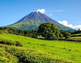 Fototapeta premium Lush green pasture with a solitary tree in the foreground, a majestic snow-capped volcano dominates the background under a clear blue sky