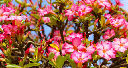 Adenium obesum, Pink desert rose flowers blooming under clear blue sky.