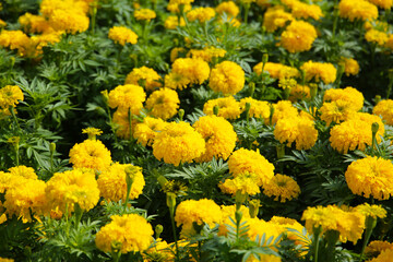 Bright yellow marigold flower in full bloom