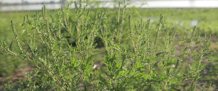Common ragweed annual immature plant 5.7K scope video.