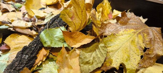 Autumn collection of colorful leaves, acorns, chestnuts, bark and natural textures