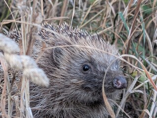 hedgehog in the grass