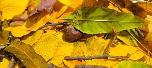 Autumn collection of colorful leaves, acorns, chestnuts, bark and natural textures