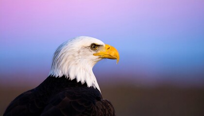 Obraz premium Majestic Bald Eagle Profile Against a Softly Colored Sky Background