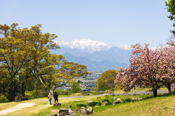 北アルプスと桜が広がるあづみ野池田クラフトパークの春景色