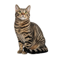 Obraz premium Majestic tabby cat sitting proudly isolated on transparent background