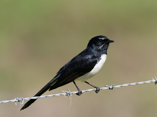 Willie Wagtail or Willy Wagtail (Rhipidura leucophrys) perched on a barbed wire fence with bokeh background.