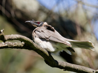 Noisy Friarbird (Philemon corniculatus) perched on a  tree branch with  bokeh background