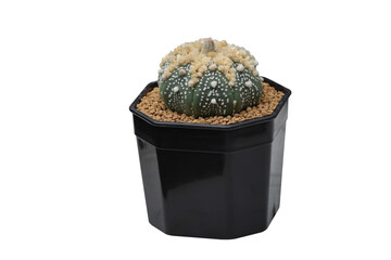 Astrophytum Hanazono in a pot isolated on transparent background png file