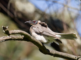 Noisy Friarbird (Philemon corniculatus) perched on a  tree branch with  bokeh background