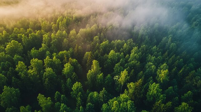 High-angle view of dense forest shrouded in morning mist