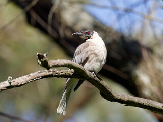 Noisy Friarbird (Philemon corniculatus) perched on a  tree branch with  bokeh background