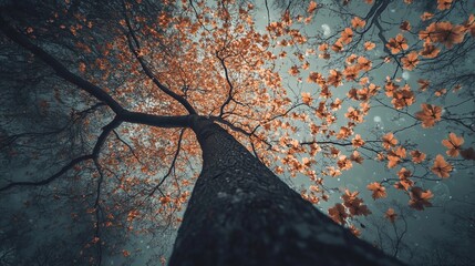 Looking up at a large tree with autumnal foliage