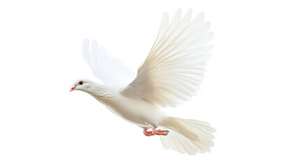 Fototapeta premium White Dove Flying with Spread Wings, Symbolizing Peace and Freedom