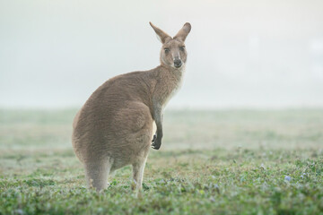 A kangaroo looks back on a foggy morning