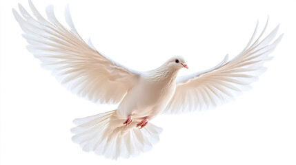 Fototapeta premium White Dove Flying with Spread Wings, Symbolizing Peace and Freedom