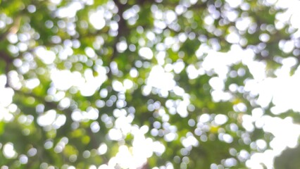 Abstract blurred background of green leaves and sunlight bokeh, perfect for design, wallpaper, presentation, website banner, or creative project. This soft-focus nature photo is ideal for buyers seeki