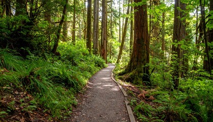 Obraz premium Sunny forest trail