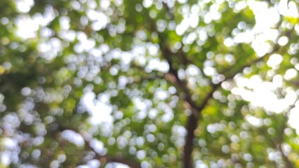 Abstract blurred background of green leaves and sunlight bokeh, perfect for design, wallpaper, presentation, website banner, or creative project. This soft-focus nature photo is ideal for buyers seeki