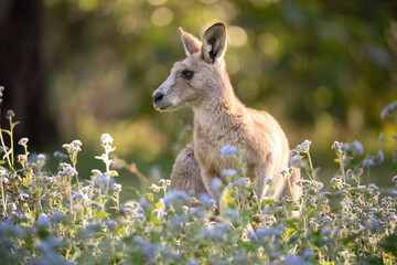 A kangaroo amongst the wild flowers in the early morning
