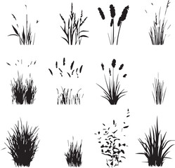 Various Grass and Plant Silhouettes in Nature