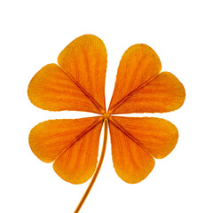 Fototapeta premium Golden Four-Leaf Clover on Transparent Background