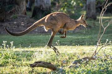 Eastern kangaroo in the wild