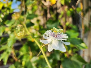 Close-Up of a Passion Flower Blooming Among Lush Green Foliage