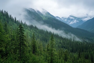 Fototapeta premium Misty mountain range, dense forest