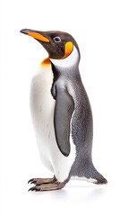 Naklejka premium Close - up of King Penguin against white background