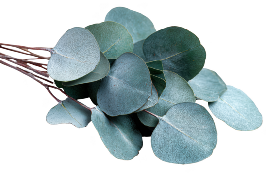 Eucalyptus leaves with detailed veins and stems on black background isolated on a transparent background - Powered by Adobe