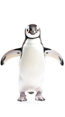 Obraz premium Cute Penguin Front View, Antarctic Animal on White Background for Education, Design, Decoration