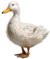 Fototapeta premium White duck profile