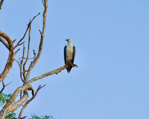 White Breasted Sea Eagle perching high above in a tree looking over Yellow Waters Billabong in Kakadu NP at dawn after sunrise