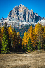 Autumn larch forest and famous mountain peak in the Dolomites
