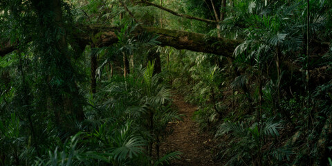 A path through the forrest