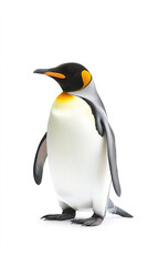 Obraz premium Close - up of King Penguin against white background