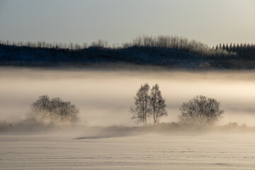 A forest swells in the morning
