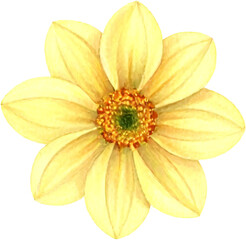 Obraz premium watercolor dahlia flower illustrations in various colors including pink, red, orange, and yellow. Some flowers have stems and green leaves, all depicted with delicate brushstrokes on a light textured 